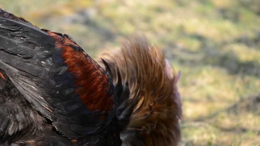 Two Roosters fighting image - Free stock photo - Public Domain photo ...