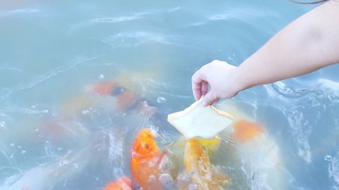 Thai Crap Stock Video Footage 4k And Hd Video Clips Shutterstock
