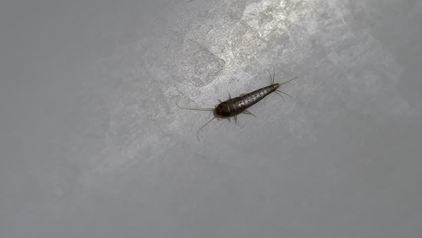 silverfish in bathroom sink