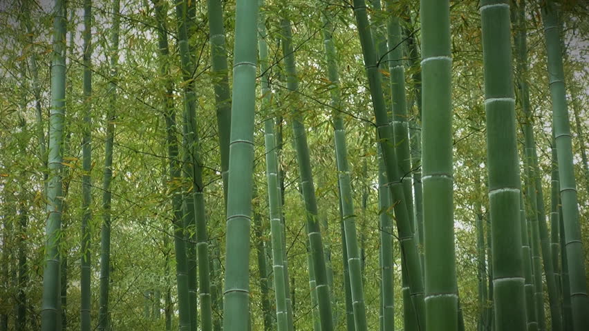 Asian Bamboo