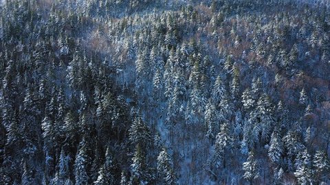 Aerial footage flying up the slope of a snowy mountain looking down at the snow covered trees