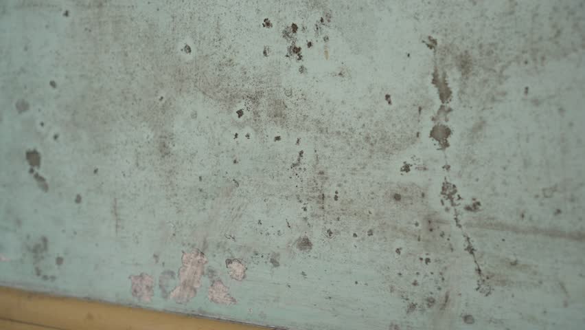 Black Mold Aspergillus Cladosporium And Stachybotrys Atra Black Mold