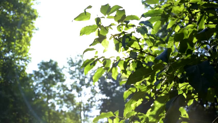 Sunlight piercing through the woods image - Free stock photo - Public ...