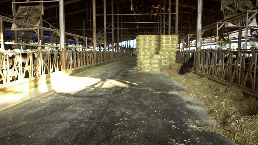 4k00 204k Cow In The Barn Of A Dairy Farm Holstein Cows Feeding