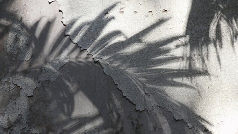 Manila palm tree shadows reflected on the old concrete wall coated with peeled textured paint