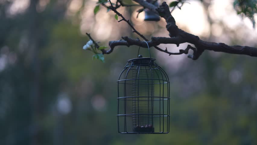 Bird And Squirrel Feeder Filled Stock Footage Video 100 Royalty