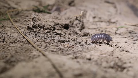 Detritus Feeders Stock Video Footage 4k And Hd Video Clips