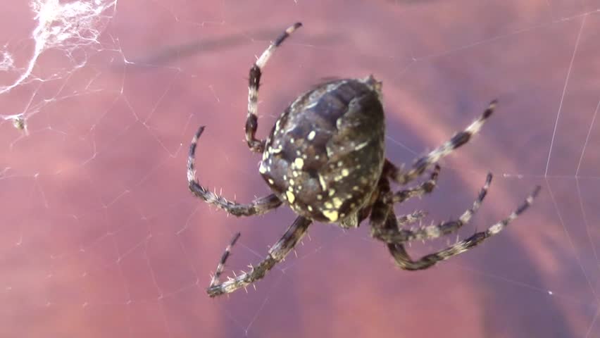 Spider. Garden Cross Spider. (cross Stock Footage Video (100% Royalty,free) 1028312843
