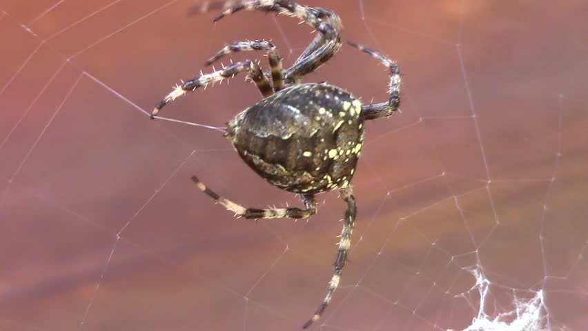 Spider. Garden Cross Spider. (cross Stock Footage Video (100% Royalty,free) 1028312873