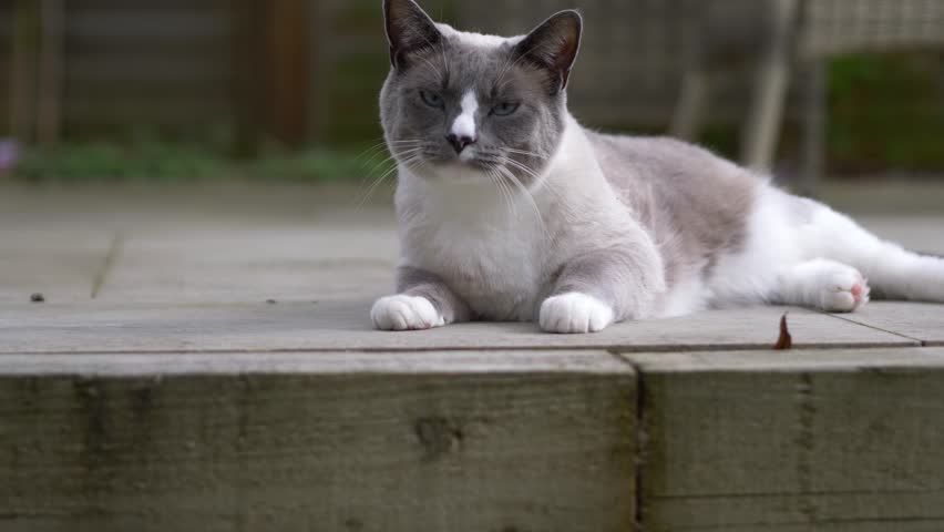 Cat Ragdoll British Short Hair Mix Stock Footage Video 100