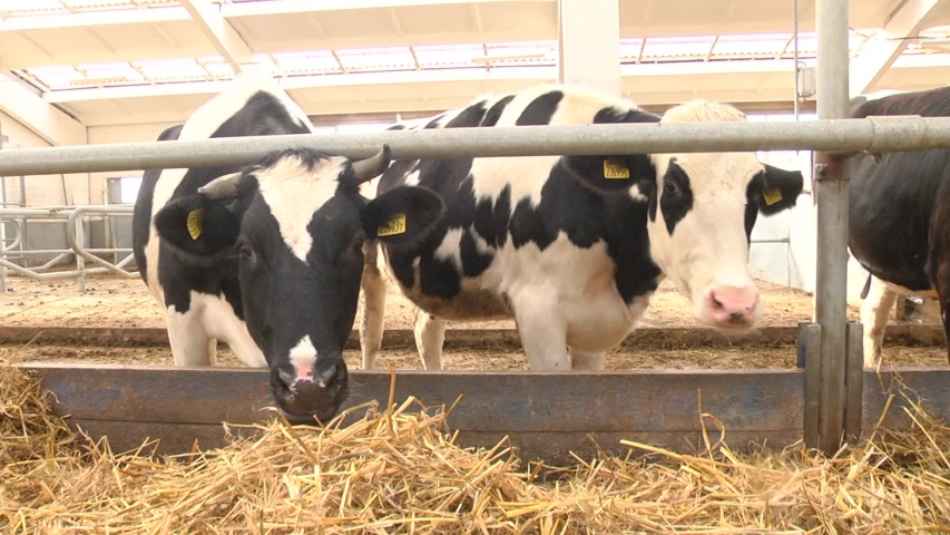Hd00 06cows Inside A Barn At A Feeding Station With Hay On The Floor