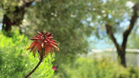 Aloe Arborescens Stock Video Footage 4k And Hd Video Clips