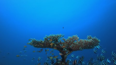 Banner Fish Stock Video Footage 4k And Hd Video Clips Shutterstock