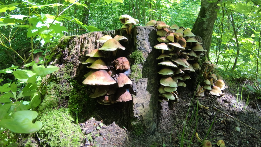 Fungus growing on the trees image - Free stock photo - Public Domain ...