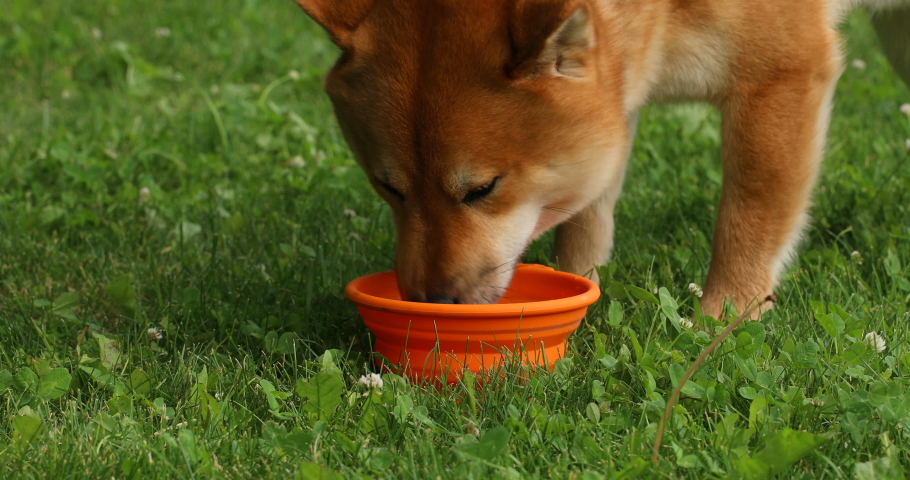 Shiba Inu Dog Drinking Water Stock Footage Video 100 Royalty Free 1031800463 Shutterstock