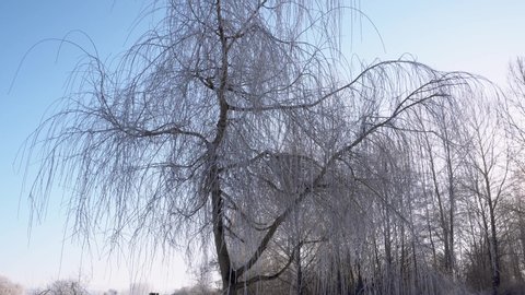 Willow Tree In Winter Stock Video Footage 4k And Hd Willow Tree In Winter Stock Video Footage 4k And Hd