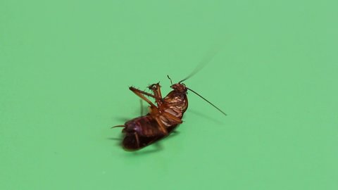 Cockroach Stock Video Footage - 4K and HD Video Clips | Shutterstock