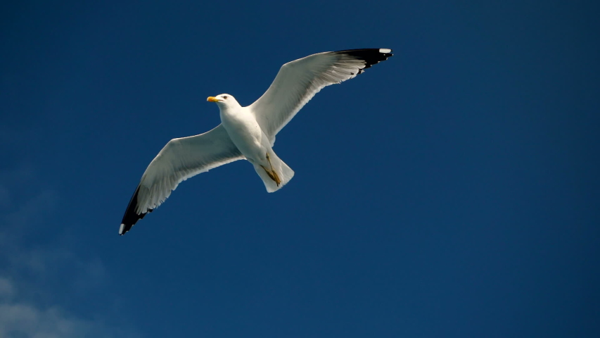 seagull-flying-over-the-sea-image-free-stock-photo-public-domain