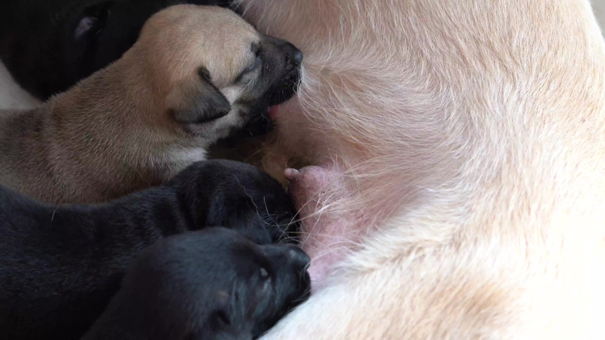 Girl Breastfeeding Puppy