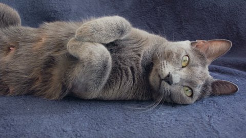 Russian Blue Cat Stock Video Footage 4k And Hd Video Clips