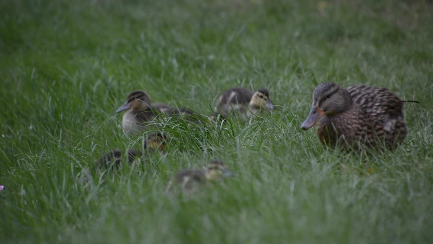 Mallard Family with Duck and Ducklings image - Free stock photo ...