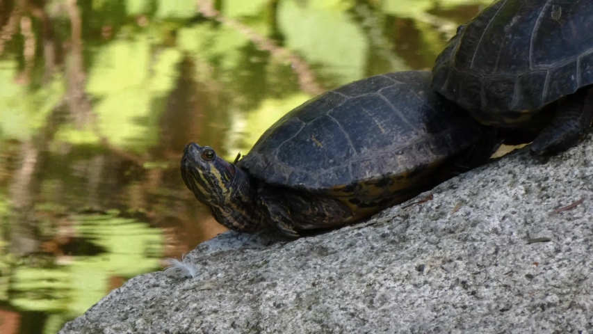 Small Green Turtle On Rock Image - Free Stock Photo - Public Domain 