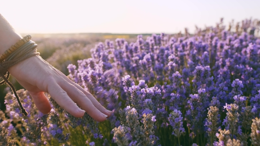 Summer flower field landscape image - Free stock photo - Public Domain ...