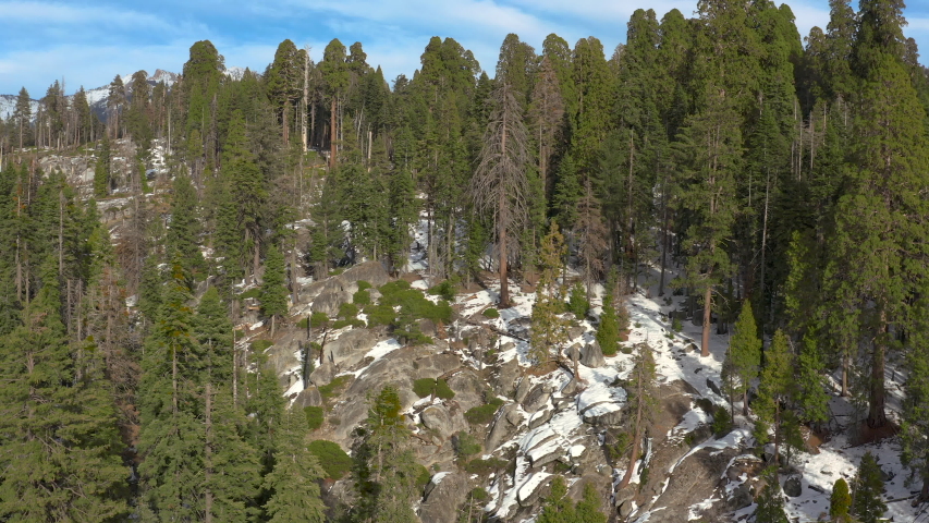 Tall Pine Forest at Sequoia National Park, California image - Free ...