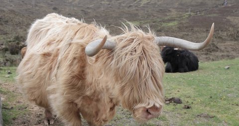 Long Haired Cow Stock Video Footage 4k And Hd Video Clips