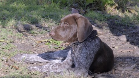 German Shorthaired Pointer And A Stock Footage Video 100 Royalty