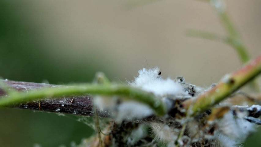 Caterpillar eating a leaf image - Free stock photo - Public Domain ...