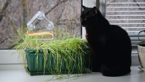 Cat Bird Feeder Stock Video Footage 4k And Hd Video Clips