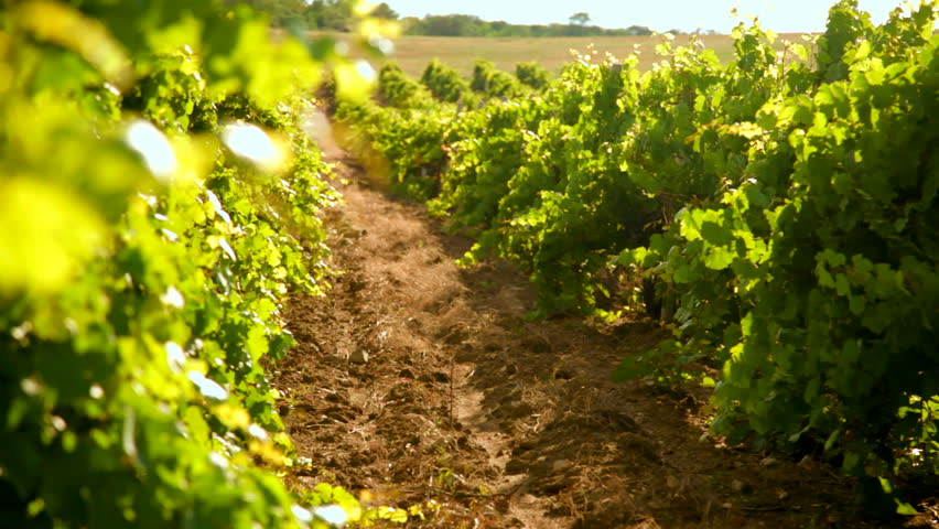 Header of vineyard