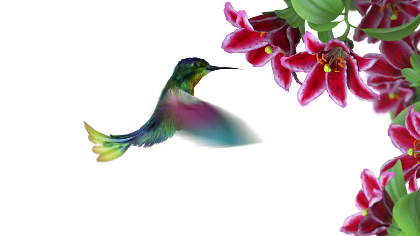 humming bird, 3d animation 스톡 비디오 | 10459613 | Shutterstock