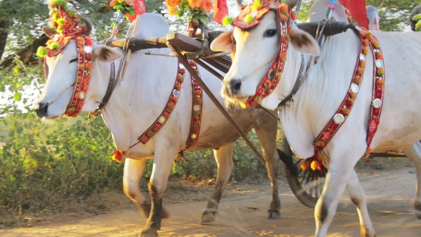 Image result for decorated indian bull