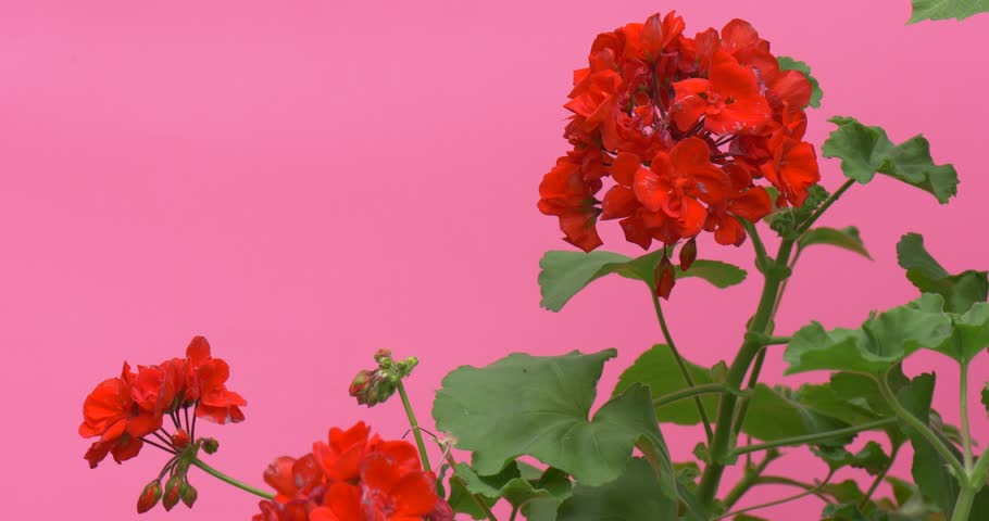Download 66 Background Bunga Geranium Gratis