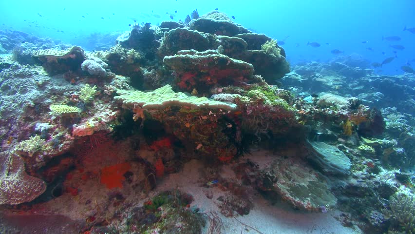 Header of Porites