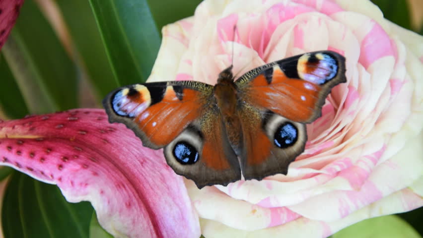 Beautiful Butterfly On Rose Flower Stock Footage Video 100 Royalty Free 10613633 Shutterstock