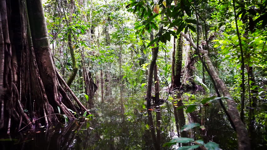 Amazon River Stock Footage Video Shutterstock   1 