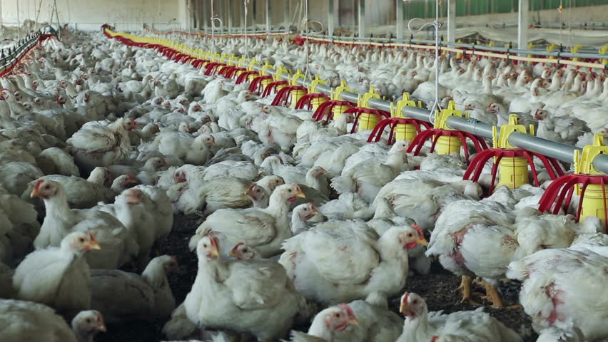 Chickens In Chicken House. Chicken Farming Is Big Business In Georgia ...