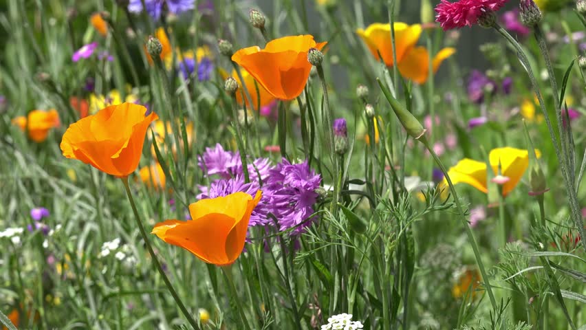 Field Of Colorful Summer Flowers Cornflower And California Poppy Field Of Colorful Summer Flowers Cornflower And California Poppy 4k Stock Video Clip