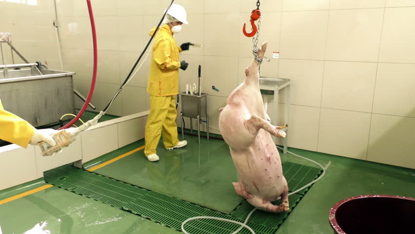 Rare Footage Of Animal Bleeding In A Slaughterhouse, Butcher Moving His ...