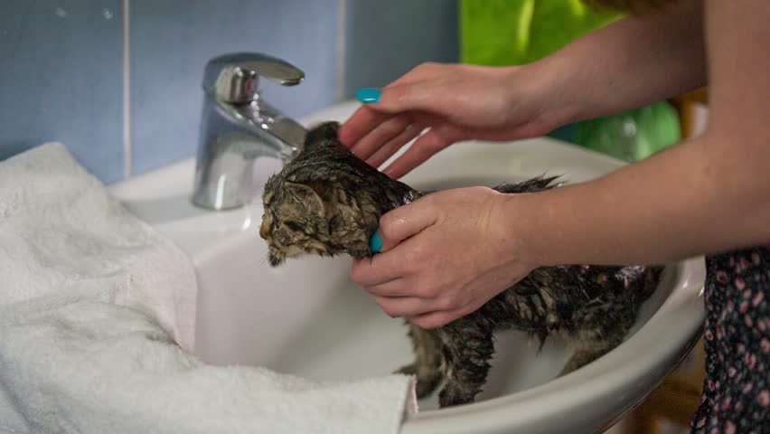 Hd00 24drying Cat In Towel After Washing Under Water Wet Kitty Sad