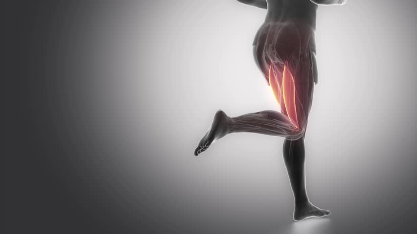 Biceps Femoris - Leg Muscles Anatomy Animation Stock Footage Video ...