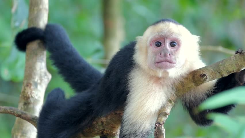 White-faced monkey looking straight - Royalty Free Video