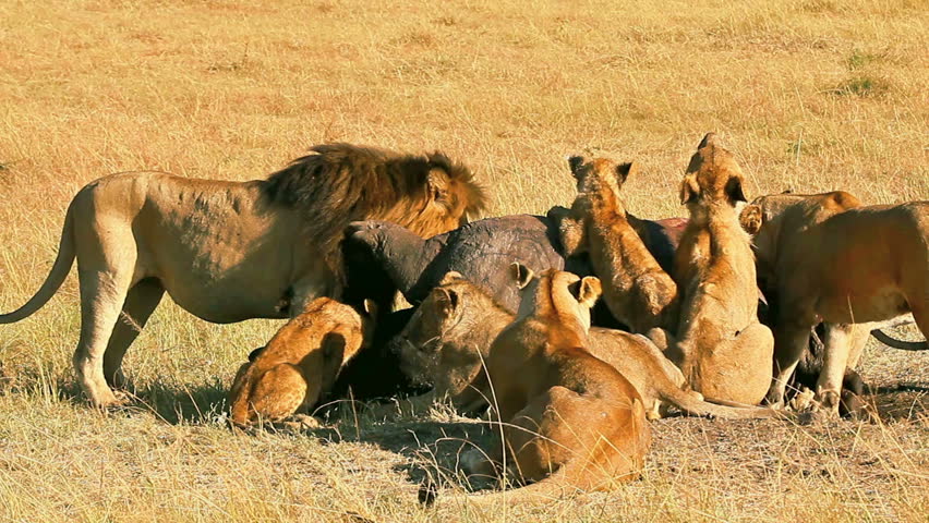 Masai taking meat from lions