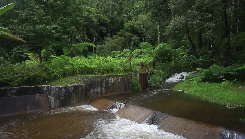 Stock Video Of Beautiful Forest, Rainy Season 