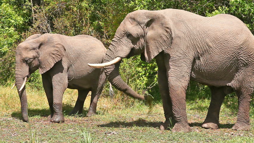 Слон лось. Слоны самцы. И самкисона. Самец и самка слона. Африканский слон самка и самец.