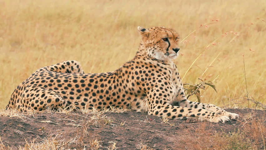 Male Cheetah Sitting in Grass Stock Footage Video (100% Royalty-free ...