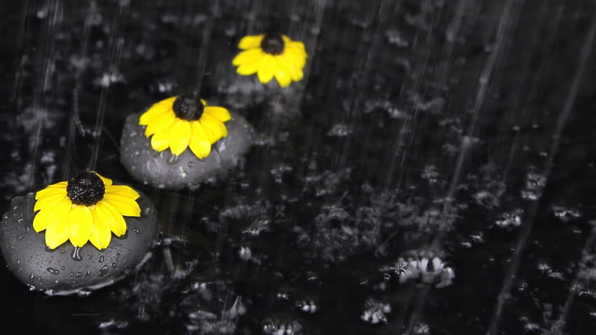 Rain Falling On Flowers Rain Falling On Flowers